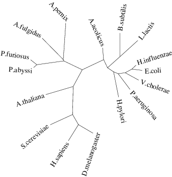 SHOT Phylogeny
