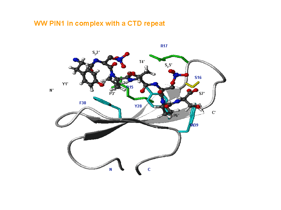 WW-PIN1 with CDT repeat